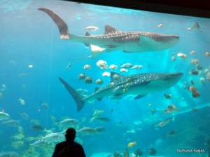 1-IMG_20171214_001025